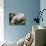 Orchids-Alfred Eisenstaedt-Stretched Canvas displayed on a wall
