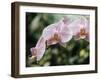 Orchids-Alfred Eisenstaedt-Framed Photographic Print