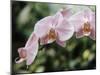 Orchids-Alfred Eisenstaedt-Mounted Photographic Print