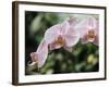 Orchids-Alfred Eisenstaedt-Framed Photographic Print