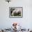 Orchids-Alfred Eisenstaedt-Framed Photographic Print displayed on a wall