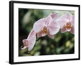 Orchids-Alfred Eisenstaedt-Framed Photographic Print