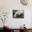 Orchids-Alfred Eisenstaedt-Mounted Photographic Print displayed on a wall
