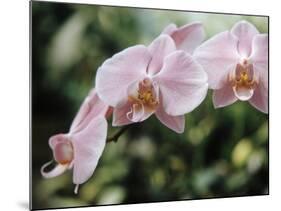 Orchids-Alfred Eisenstaedt-Mounted Photographic Print