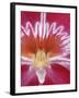 Orchids-Alfred Eisenstaedt-Framed Photographic Print