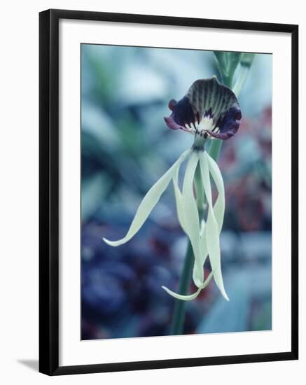 Orchids-Alfred Eisenstaedt-Framed Photographic Print