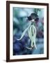 Orchids-Alfred Eisenstaedt-Framed Photographic Print