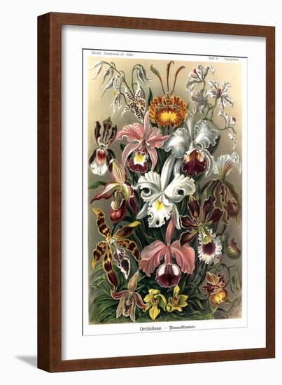 Orchids-Ernst Haeckel-Framed Art Print