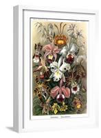 Orchids-Ernst Haeckel-Framed Art Print