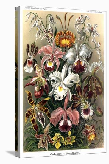Orchids-Ernst Haeckel-Stretched Canvas