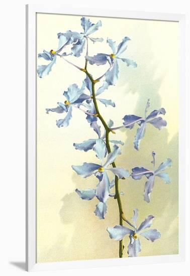 Orchids-null-Framed Art Print