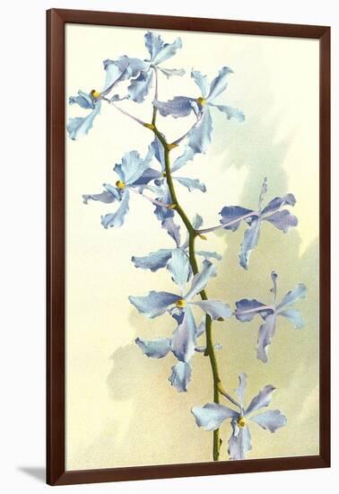 Orchids-null-Framed Art Print