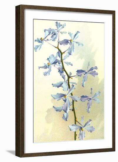 Orchids-null-Framed Art Print