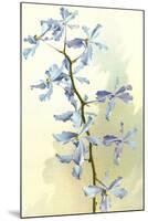 Orchids-null-Mounted Art Print