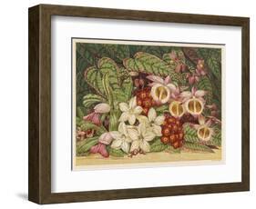 Orchids-null-Framed Art Print