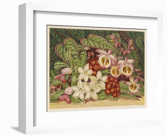 Orchids-null-Framed Art Print