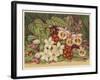 Orchids-null-Framed Art Print