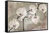 Orchids-Mindy Sommers-Framed Stretched Canvas