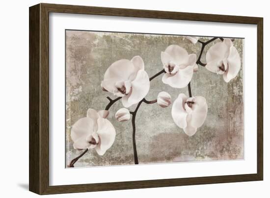 Orchids-Mindy Sommers-Framed Giclee Print