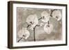 Orchids-Mindy Sommers-Framed Giclee Print