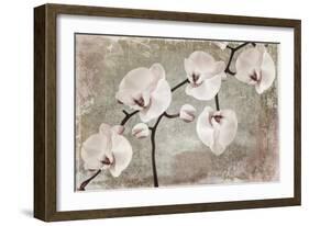 Orchids-Mindy Sommers-Framed Giclee Print