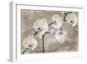 Orchids-Mindy Sommers-Framed Giclee Print