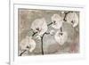 Orchids-Mindy Sommers-Framed Giclee Print