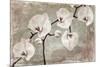 Orchids-Mindy Sommers-Mounted Giclee Print