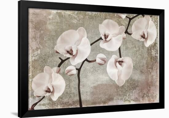 Orchids-Mindy Sommers-Framed Giclee Print