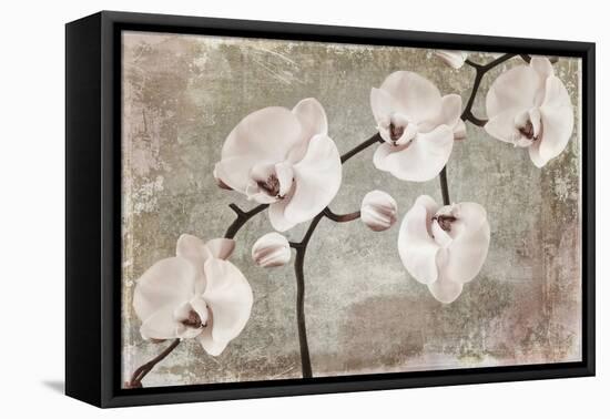 Orchids-Mindy Sommers-Framed Stretched Canvas
