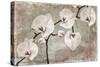 Orchids-Mindy Sommers-Stretched Canvas