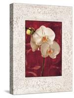 Orchids-John Seba-Stretched Canvas