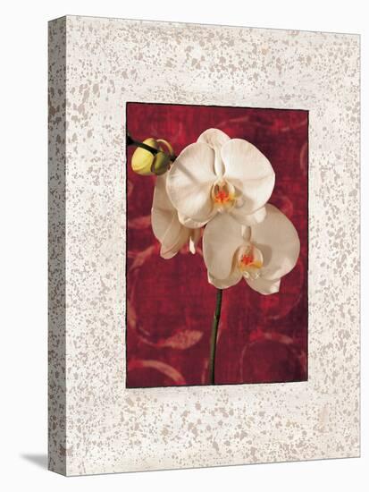 Orchids-John Seba-Stretched Canvas