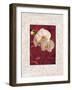 Orchids-John Seba-Framed Art Print