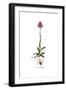 Orchis Undulatifolia, Flora Graeca-Ferdinand Bauer-Framed Giclee Print