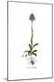 Orchis Undulatifolia, Flora Graeca-Ferdinand Bauer-Mounted Giclee Print
