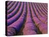 Orderly Rows of Lavender, Provence Region, France-Jim Zuckerman-Stretched Canvas