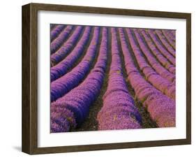 Orderly Rows of Lavender, Provence Region, France-Jim Zuckerman-Framed Photographic Print