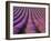 Orderly Rows of Lavender, Provence Region, France-Jim Zuckerman-Framed Photographic Print