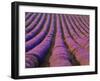Orderly Rows of Lavender, Provence Region, France-Jim Zuckerman-Framed Photographic Print