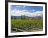 Orderly rows of vines in a typical Wairau Valley vineyard, Renwick, near Blenheim, Marlborough, Sou-Ruth Tomlinson-Framed Photographic Print