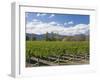 Orderly rows of vines in a typical Wairau Valley vineyard, Renwick, near Blenheim, Marlborough, Sou-Ruth Tomlinson-Framed Photographic Print