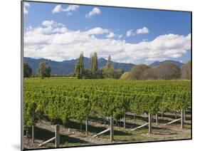 Orderly rows of vines in a typical Wairau Valley vineyard, Renwick, near Blenheim, Marlborough, Sou-Ruth Tomlinson-Mounted Photographic Print