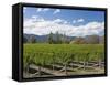 Orderly rows of vines in a typical Wairau Valley vineyard, Renwick, near Blenheim, Marlborough, Sou-Ruth Tomlinson-Framed Stretched Canvas