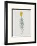 Ordinary Flax Weed-Moritz Michael Daffinger-Framed Art Print