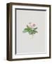 Ordinary Stipeless Primrose-Moritz Michael Daffinger-Framed Collectable Print