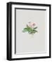 Ordinary Stipeless Primrose-Moritz Michael Daffinger-Framed Collectable Print