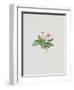 Ordinary Stipeless Primrose-Moritz Michael Daffinger-Framed Collectable Print