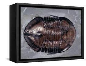 Ordovician Isotelus Gigas Trilobite Fossil-Kevin Schafer-Framed Stretched Canvas