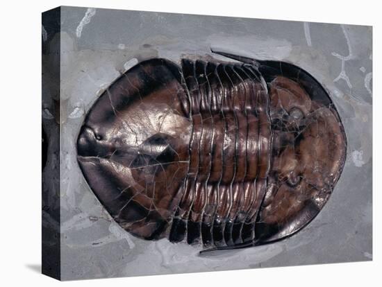 Ordovician Isotelus Gigas Trilobite Fossil-Kevin Schafer-Stretched Canvas